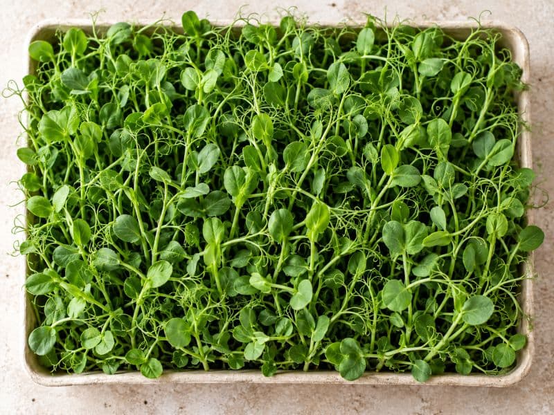 Microgreens de arveja