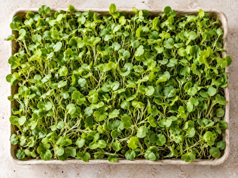 Microgreens de mostaza