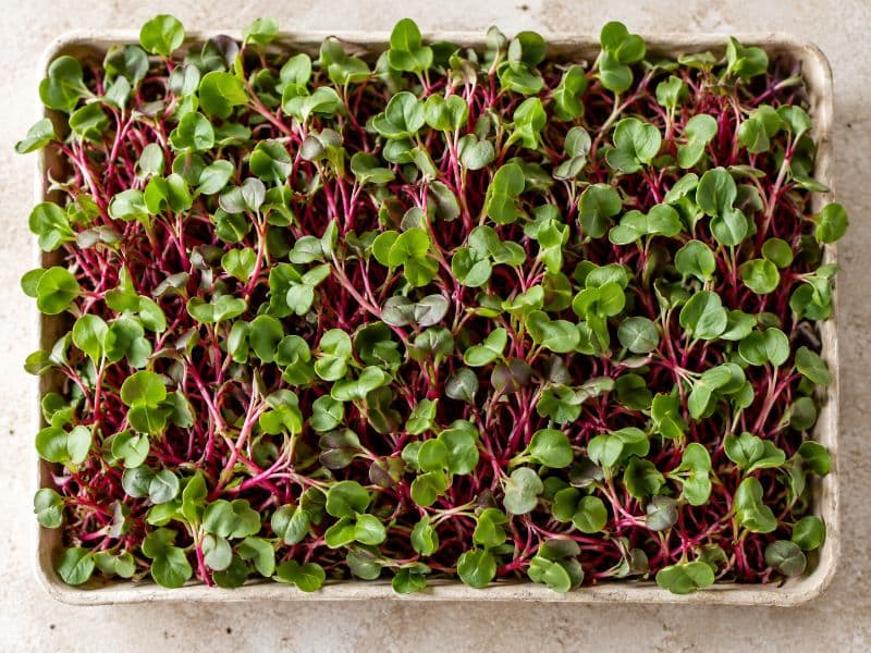 Microgreens de rabanito