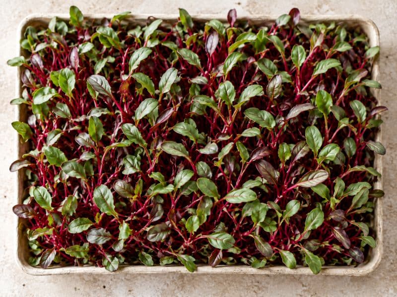 Microgreens de remolacha