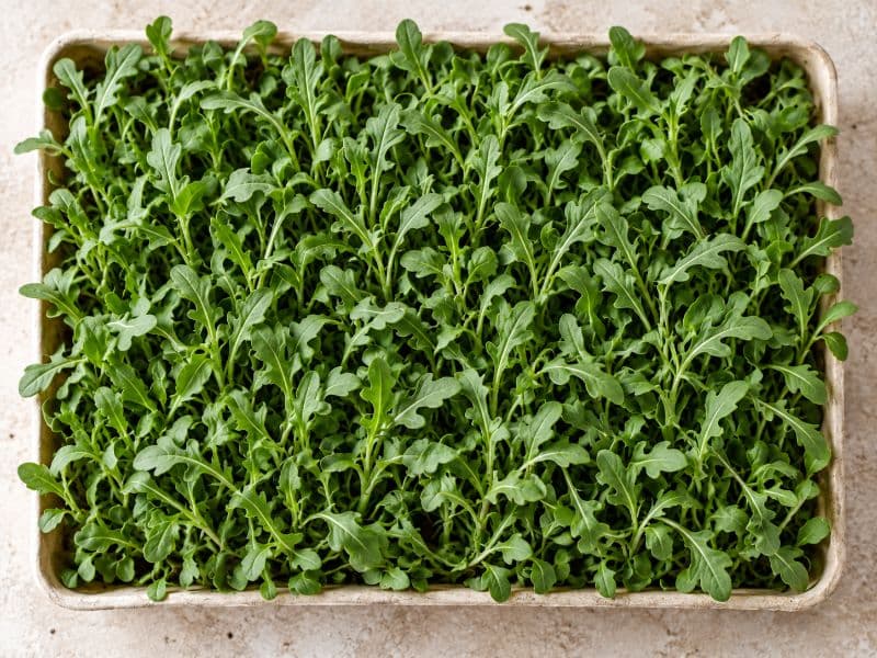 Microgreens de rúcula
